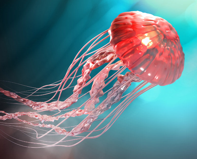 Unveiling the Top 5 Dangerous Jellyfish: Your Guide to Stinger Season Safety